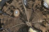 Petrified Wood (Schinoxylon) Slab - Blue Forest, Wyoming #141443-1